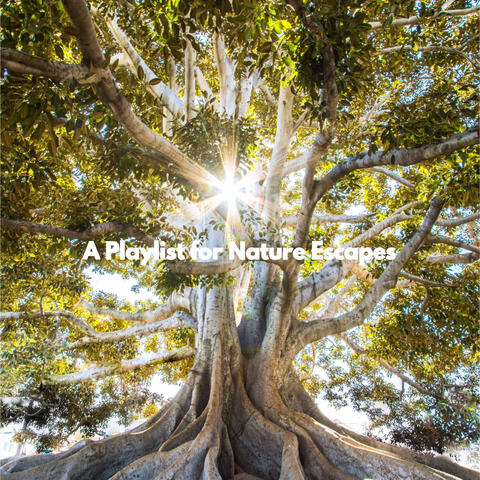 A Playlist for Nature Escapes