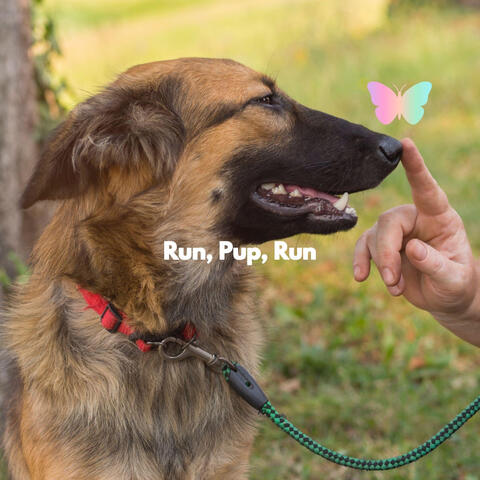 Run, Pup, Run