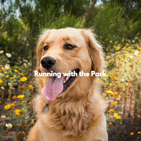 Running with the Pack