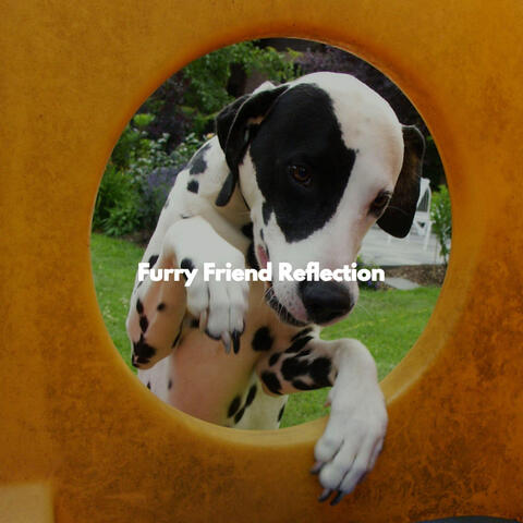 Furry Friend Reflection