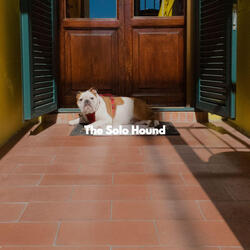 Modish Moods for Loyal Pups