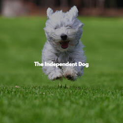 Charming Weekday Dog Parties