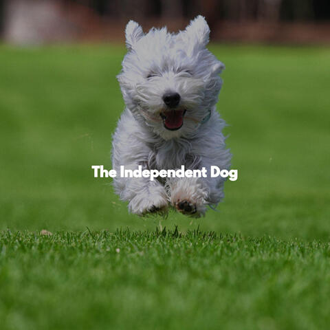 The Independent Dog