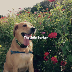 Lovely Music for Brunch with Dogs