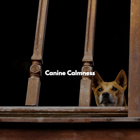 Canine Calmness
