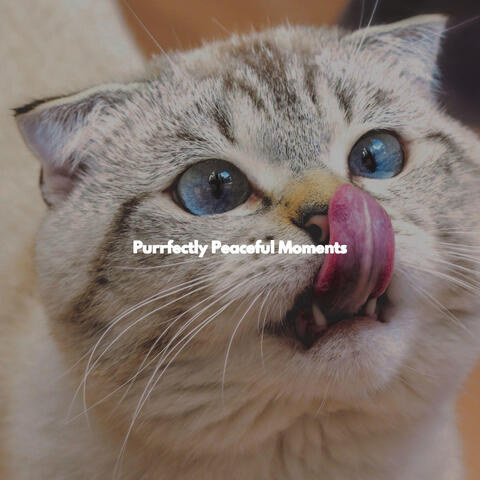 Purrfectly Peaceful Moments