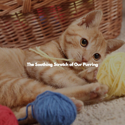 The Soothing Scratch of Our Purring