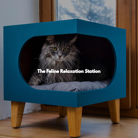 The Feline Relaxation Station