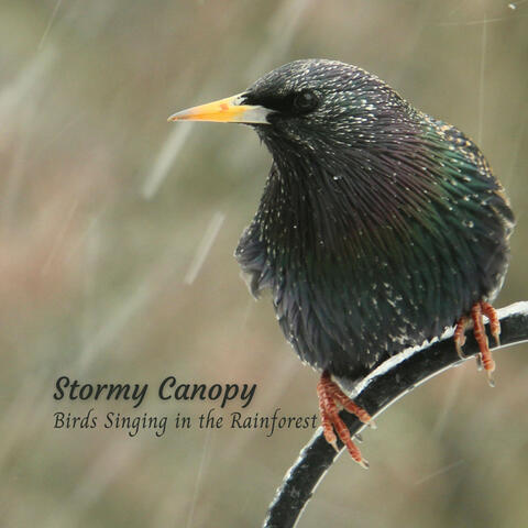 Stormy Canopy: Birds Singing in the Rainforest