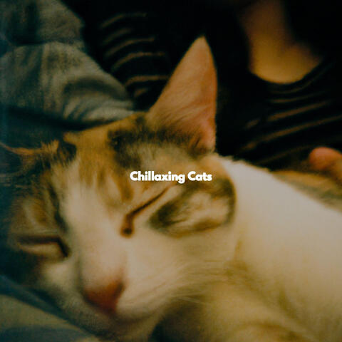 Chillaxing Cats