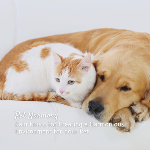 Pet Harmony: Rain Music for Creating a Harmonious Environment for Your Pet