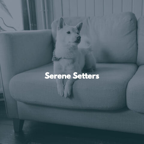 Serene Setters
