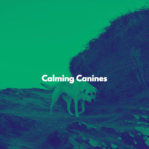 Calming Canines