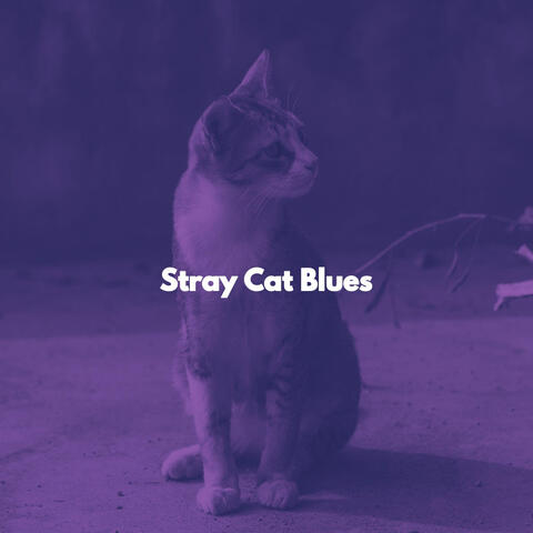 Stray Cat Blues