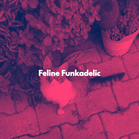 Feline Funkadelic