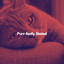 Simplistic Ambience for Moody Kittens