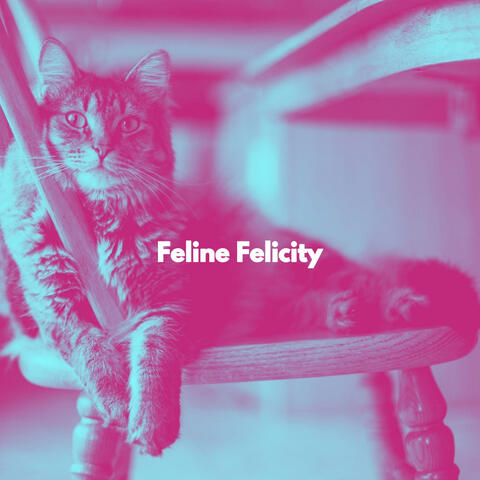 Feline Felicity