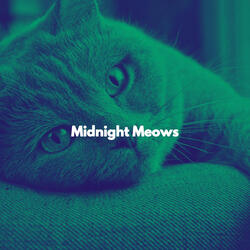 Sprightly Moods for Moody Kittens