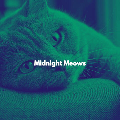 Midnight Meows