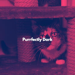 Remarkable Ambiance for Fun Cats