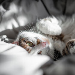 Purring Cat Sound 2