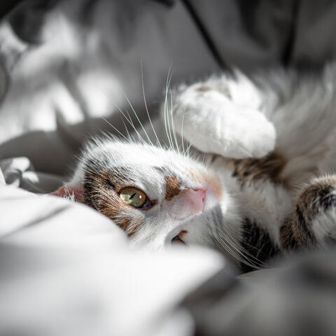 Purring Cat Sounds