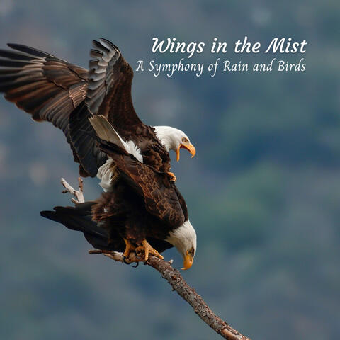 Wings in the Mist: A Symphony of Rain and Birds