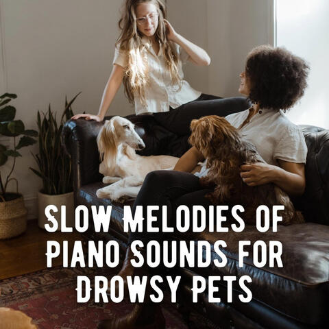 Slow Melodies of Piano Sounds for Drowsy Pets