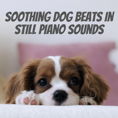 Soothing Dog Beats in Still Piano Sounds