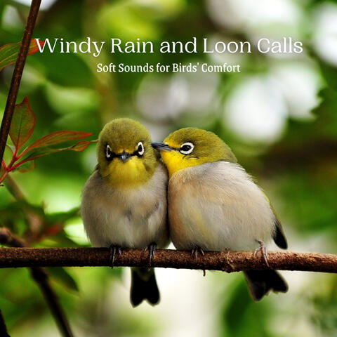 Windy Rain and Loon Calls: Soft Sounds for Birds' Comfort