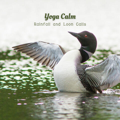 Yoga Calm: Rainfall and Loon Calls