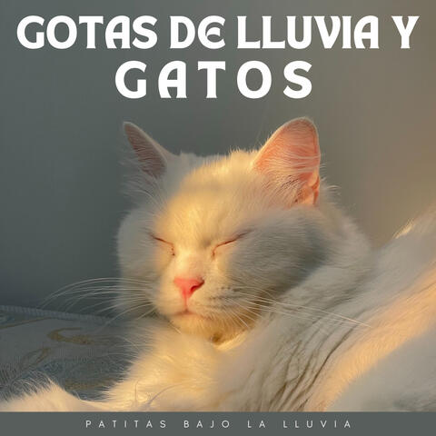 Gotas De Lluvia Y Gatos: Patitas Bajo La Lluvia