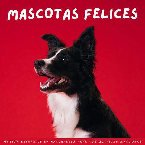 Mascotas Felices: Música Serena De La Naturaleza Para Tus Queridas Mascotas