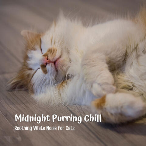 Midnight Purring Chill: Soothing White Noise for Cats
