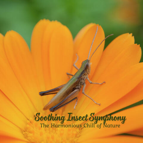 Soothing Insect Symphony: The Harmonious Chill of Nature