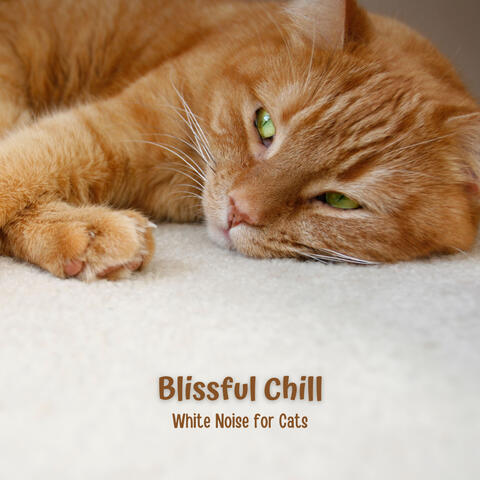 Blissful Chill: White Noise for Cats
