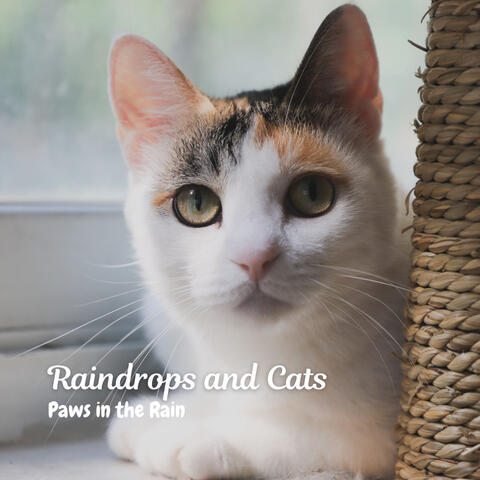 Raindrops and Cats: Paws in the Rain