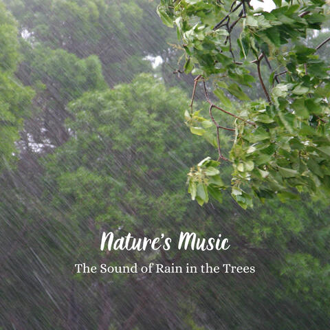 Nature's Music: The Sound of Rain in the Trees