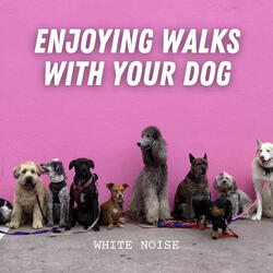 Serene Strolls with your Pup