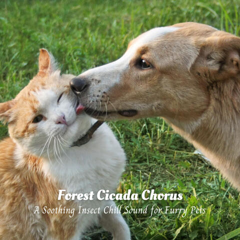 Forest Cicada Chorus: A Soothing Insect Chill Sound for Furry Pets