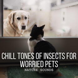 Insect Soundscapes for Calm and Relaxation