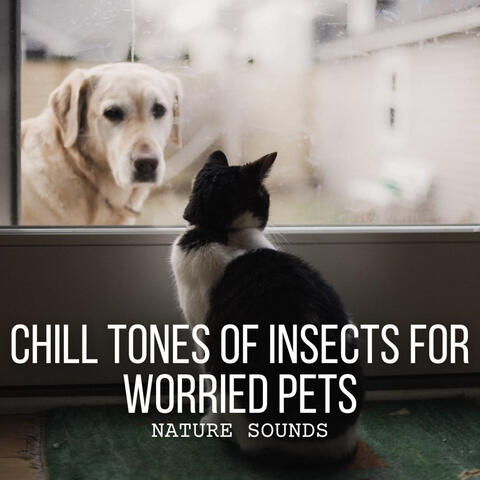 Nature Sounds: Chill Tones of Insects for Worried Pets