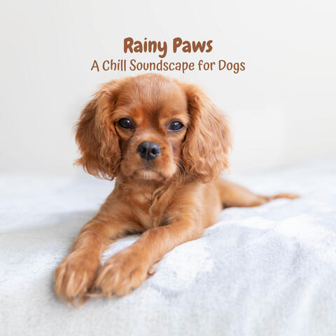 Rainy Paws: A Chill Soundscape for Dogs