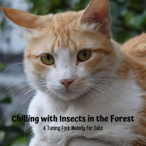 Chilling with Insects in the Forest: A Tuning Fork Melody for Cats