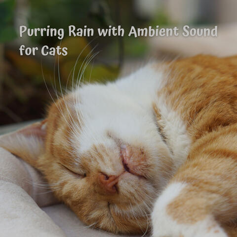 Purring Rain with Ambient Sound for Cats