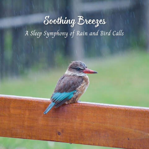 Soothing Breezes: A Sleep Symphony of Rain and Bird Calls