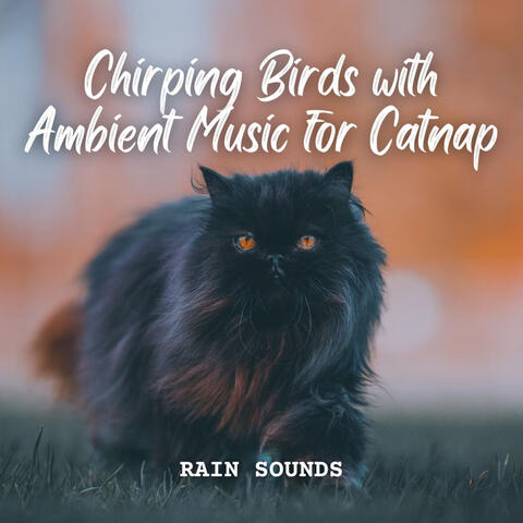 Rain Sounds: Chirping Birds with Ambient Music for Catnap