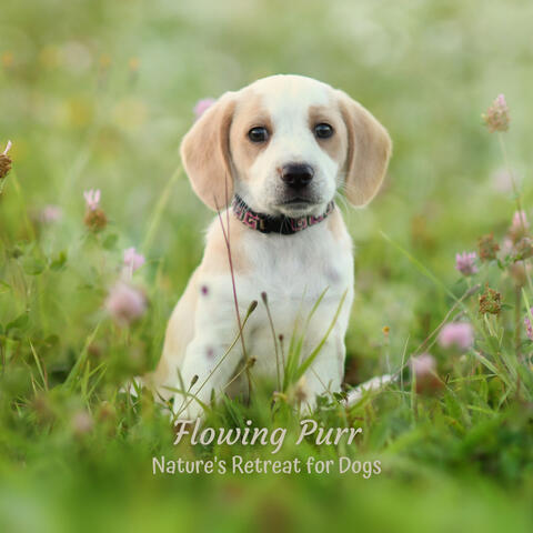 Flowing Purr: Nature's Retreat for Dogs
