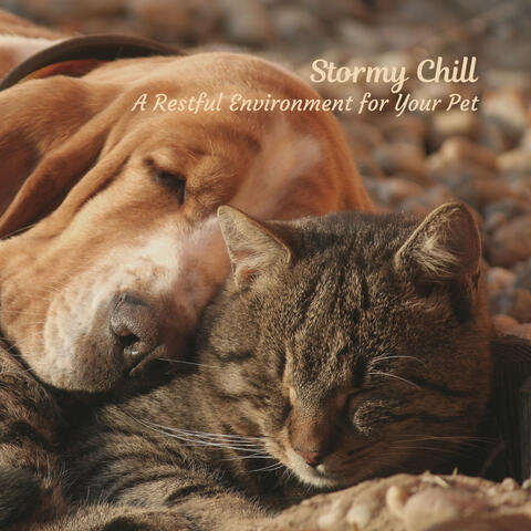 Stormy Chill: A Restful Environment for Your Pet