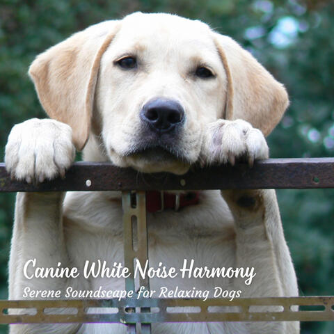 Canine White Noise Harmony: Serene Soundscape for Relaxing Dogs